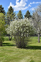 Smokey Saskatoon (Amelanchier alnifolia 'Smokey') at The Green Spot Home & Garden