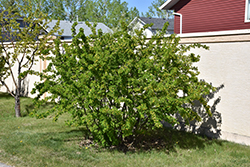 Peashrub (Caragana arborescens) at The Green Spot Home & Garden
