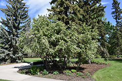 Thiessen Saskatoon (Amelanchier alnifolia 'Thiessen') at The Green Spot Home & Garden