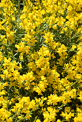 Bangle Dyers Greenwood (Genista lydia 'Select') at The Green Spot Home & Garden