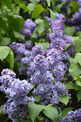 Wedgewood Blue Lilac (Syringa vulgaris 'Wedgewood Blue') at The Green Spot Home & Garden