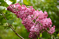 Maiden's Blush Lilac (Syringa x hyacinthiflora 'Maiden's Blush') at The Green Spot Home & Garden
