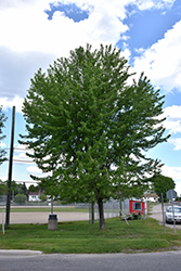 Silver Maple (Acer saccharinum) at The Green Spot Home & Garden