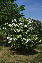 Snowball Viburnum (Viburnum opulus 'Roseum') at The Green Spot Home & Garden