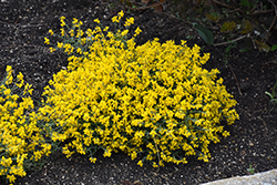 Bangle Dyers Greenwood (Genista lydia 'Select') at The Green Spot Home & Garden