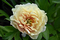 Canary Brilliants Peony (Paeonia 'Canary Brilliants') at The Green Spot Home & Garden