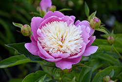 Bowl Of Beauty Peony (Paeonia 'Bowl Of Beauty') at The Green Spot Home & Garden