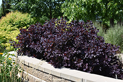 Royal Purple Smokebush (Cotinus coggygria 'Royal Purple') at The Green Spot Home & Garden