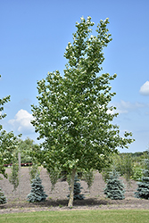 Northwest Poplar (Populus x jackii 'Northwest') at The Green Spot Home & Garden
