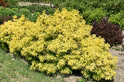 Morden Golden Glow Elder (Sambucus racemosa 'Morden Golden Glow') at The Green Spot Home & Garden