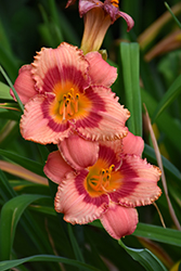 Strawberry Candy Daylily (Hemerocallis 'Strawberry Candy') at The Green Spot Home & Garden