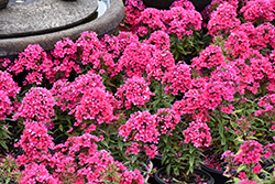 Early Red Garden Phlox (Phlox paniculata 'Early Red') at The Green Spot Home & Garden