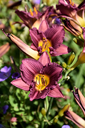 Purple de Oro Daylily (Hemerocallis 'Purple de Oro') at The Green Spot Home & Garden