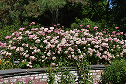 Invincibelle Spirit Smooth Hydrangea (Hydrangea arborescens 'NCHA1') at The Green Spot Home & Garden