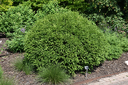 Green Gem Boxwood (Buxus 'Green Gem') at The Green Spot Home & Garden