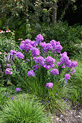 Blue Paradise Garden Phlox (Phlox paniculata 'Blue Paradise') at The Green Spot Home & Garden