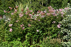 Venusta Queen Of The Prairie (Filipendula rubra 'Venusta') at The Green Spot Home & Garden