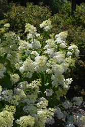 Little Lamb Hydrangea (Hydrangea paniculata 'Little Lamb') at The Green Spot Home & Garden