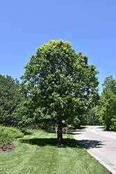 Bur Oak (Quercus macrocarpa) at The Green Spot Home & Garden