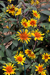 Burning Hearts False Sunflower (Heliopsis helianthoides 'Burning Hearts') at The Green Spot Home & Garden