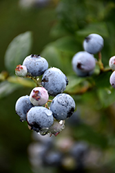Polaris Blueberry (Vaccinium 'Polaris') at The Green Spot Home & Garden
