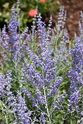 Lacey Blue Russian Sage (Perovskia atriplicifolia 'Lacey Blue') at The Green Spot Home & Garden