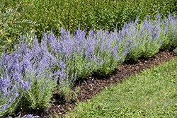 Lacey Blue Russian Sage (Perovskia atriplicifolia 'Lacey Blue') at The Green Spot Home & Garden