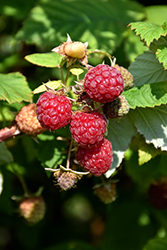Boyne Raspberry (Rubus 'Boyne') at The Green Spot Home & Garden