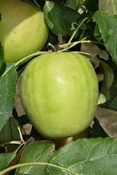 Norkent Apple (Malus 'Norkent') at The Green Spot Home & Garden