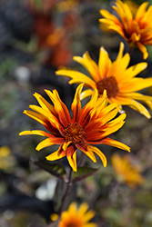 Burning Hearts False Sunflower (Heliopsis helianthoides 'Burning Hearts') at The Green Spot Home & Garden