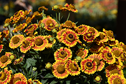 Mariachi Fuego Sneezeweed (Helenium autumnale 'Fuego') at The Green Spot Home & Garden