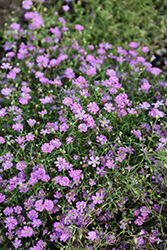 Pink Creeping Baby's Breath (Gypsophila repens 'Rosea') at The Green Spot Home & Garden