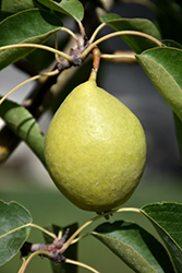Early Gold Pear (Pyrus ussuriensis 'Early Gold') at The Green Spot Home & Garden