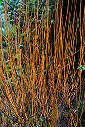 Flame Willow (Salix 'Flame') at The Green Spot Home & Garden