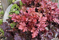 Peach Flambe Coral Bells (Heuchera 'Peach Flambe') at The Green Spot Home & Garden