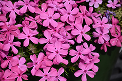 Moss Phlox (Phlox subulata) at The Green Spot Home & Garden