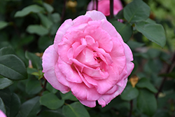 Beverly Eleganza Rose (Rosa 'KORpauvio') at The Green Spot Home & Garden