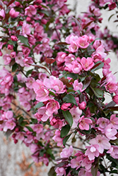Gladiator Flowering Crab (Malus 'DurLeo') at The Green Spot Home & Garden