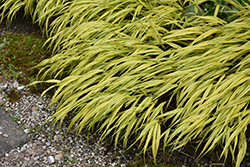 Golden Variegated Hakone Grass (Hakonechloa macra 'Aureola') at The Green Spot Home & Garden