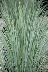 Sapphire Blue Oat Grass (Helictotrichon sempervirens 'Sapphire') at The Green Spot Home & Garden
