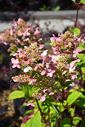 Fire And Ice Hydrangea (Hydrangea paniculata 'Wim's Red') at The Green Spot Home & Garden