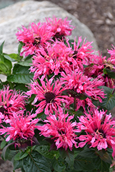 Cranberry Lace Beebalm (Monarda 'Cranberry Lace') at The Green Spot Home & Garden