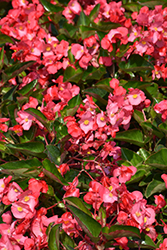 Whopper Rose Green Leaf Begonia (Begonia 'Whopper Rose Green Leaf') at The Green Spot Home & Garden
