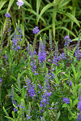 Royal Rembrandt Speedwell (Veronica 'Royal Rembrandt') at The Green Spot Home & Garden