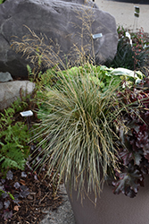 Northern Lights Tufted Hair Grass (Deschampsia cespitosa 'Northern Lights') at The Green Spot Home & Garden