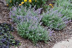 Purrsian Blue Catmint (Nepeta x faassenii 'Purrsian Blue') at The Green Spot Home & Garden