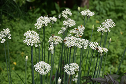 Garlic Chives (Allium tuberosum) at The Green Spot Home & Garden