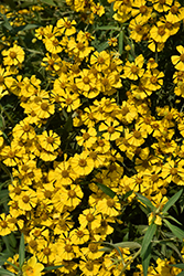 Sneezeweed (Helenium autumnale) at The Green Spot Home & Garden