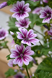 Zebrina Mallow (Malva sylvestris 'Zebrina') at The Green Spot Home & Garden