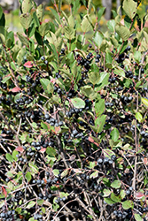 Black Chokeberry (Aronia melanocarpa) at The Green Spot Home & Garden